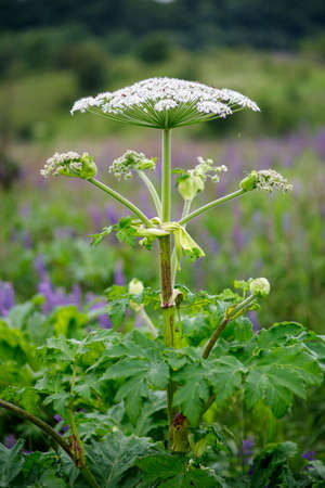 Sosnowsky's hogweed harmful grass or weeds