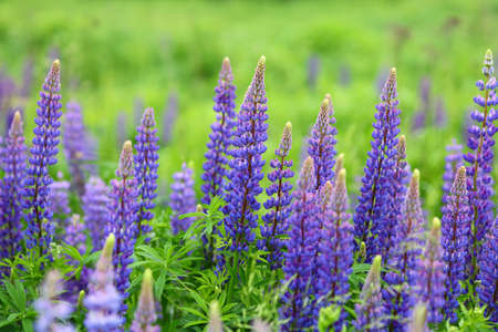 Lupine blooms purple flower in summerの写真素材