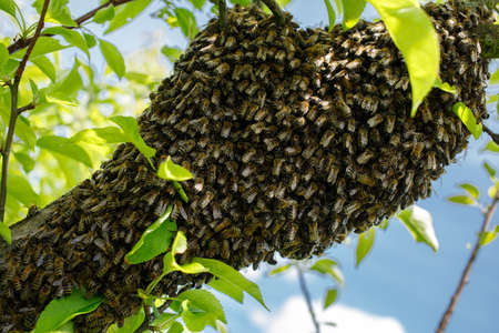 swarm of bees sitting on a tree