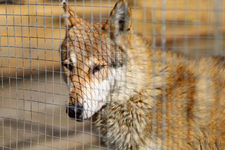 Wolf behind bars at the zooの写真素材