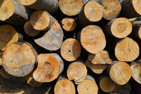 Chopped tree trunks a lot of forestの写真素材