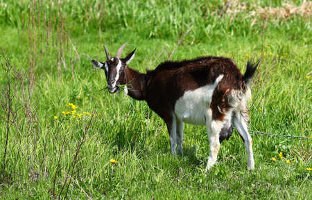 Goat grazes on the grass in summerの写真素材