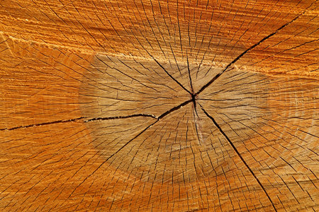 Sawn tree trunk close-up and textureの写真素材