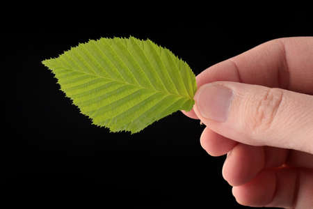 Leaf in human hand black backgroundの写真素材