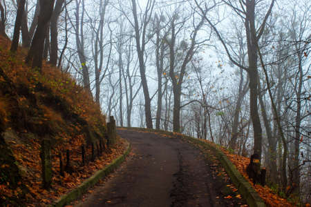 Road in the park was autumn fogの写真素材