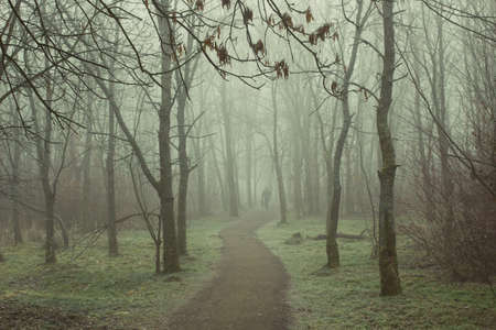 Mysterious foggy park in the fall or springの写真素材