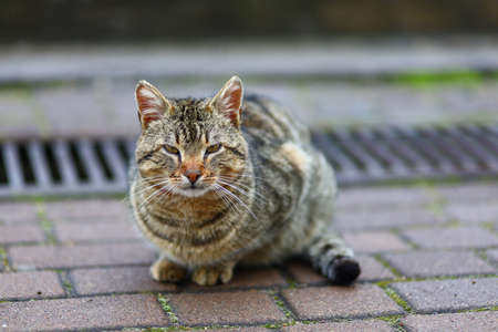 Homeless gray cat on the streetの写真素材