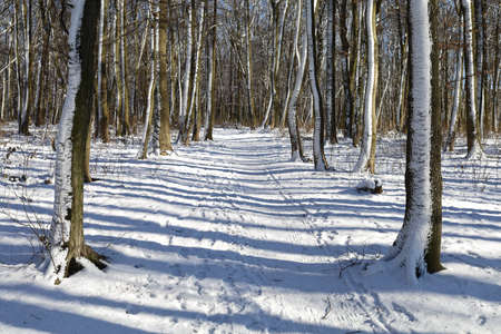 Beautiful winter day in the park or forestの写真素材