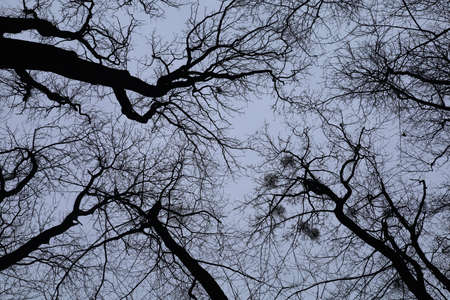 Scary sky in a forest of trees without leavesの写真素材