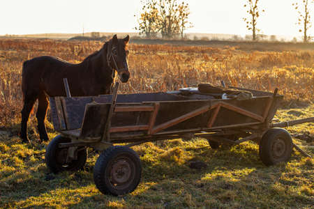 Horse and cart during sunsetの写真素材