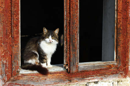 A lonely unhappy cat sits in the windowの写真素材