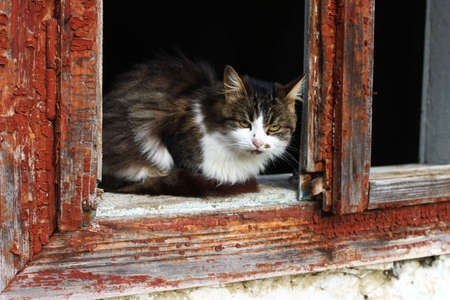 Abandoned gray cat in old houseの写真素材