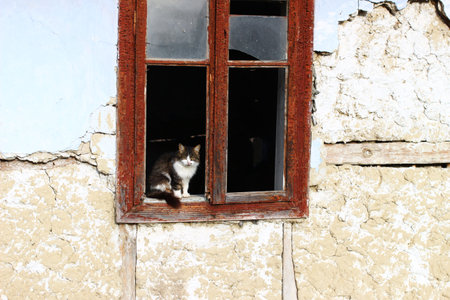 Abandoned gray cat in old houseの写真素材