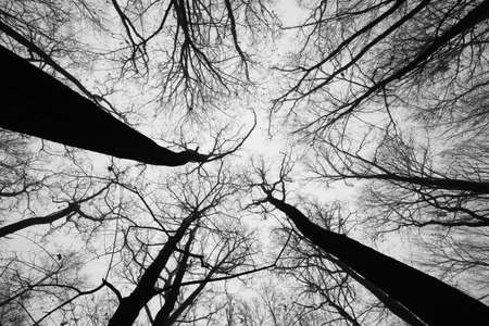 Abstract autumn forest without leavesの写真素材
