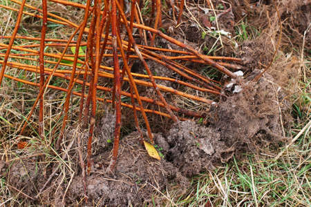 Raspberry seedlings before plantingの写真素材