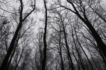 Abstract autumn forest without leavesの写真素材