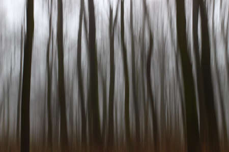 Abstract autumn forest without leavesの写真素材