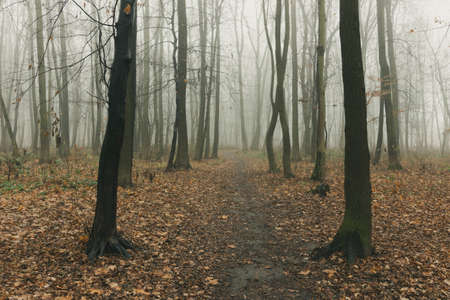 Autumn foggy forest without leavesの写真素材