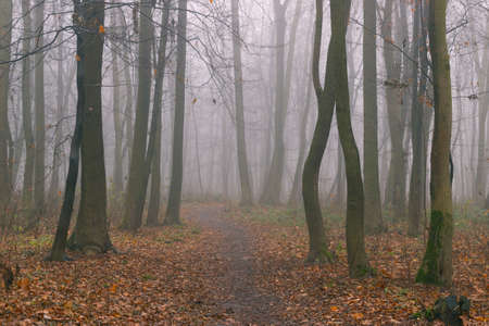 Autumn foggy forest without leavesの写真素材