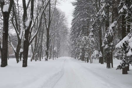 Winter and snowy city park beautiful landscapeの写真素材
