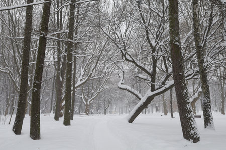 Winter and snowy city park beautiful landscapeの写真素材