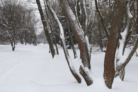 Winter and snowy city park beautiful landscape