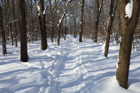Winter and snowy city park beautiful landscapeの写真素材