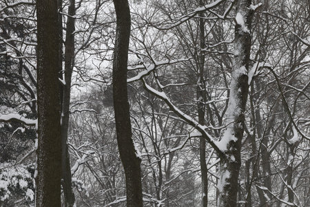 Winter and snowy city park beautiful landscapeの写真素材