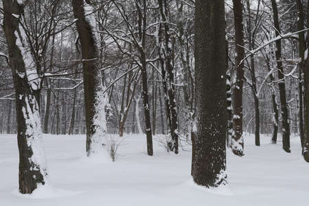 Winter and snowy city park beautiful landscapeの写真素材