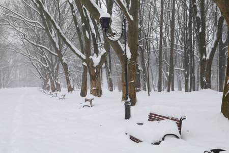 Winter and snowy city park beautiful landscapeの写真素材