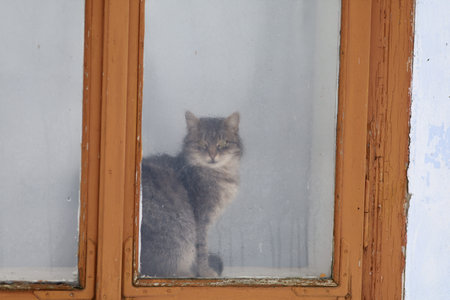 Beautiful gray cat pet sitting on the windowsillの写真素材