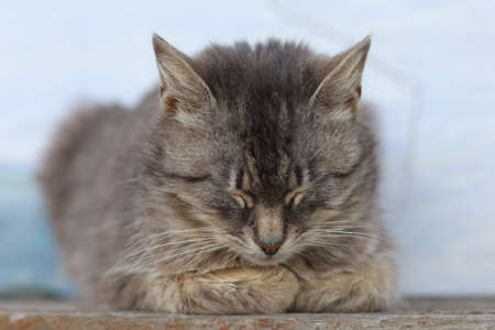 Beautiful gray cat pet sleepingの写真素材