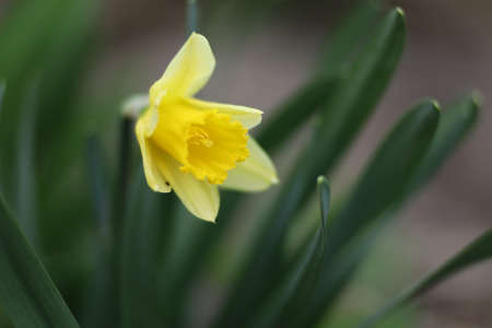 One Yellow narcissus flower close-upの写真素材