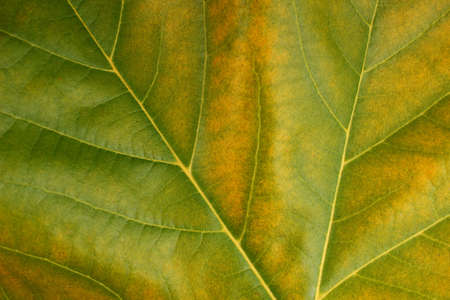 Beautiful green leaf close upの写真素材