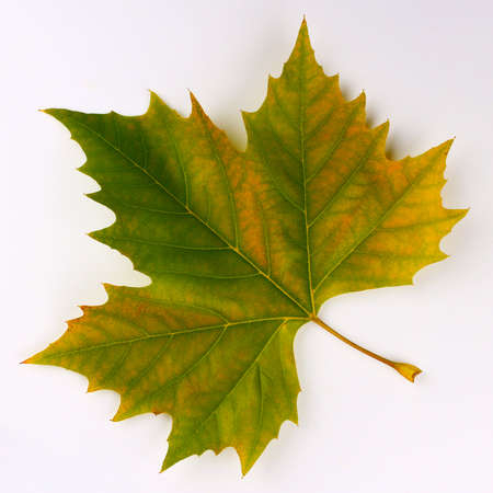 Green maple leaf on a white backgroundの写真素材