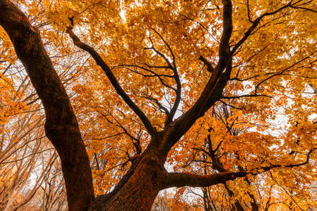 Yellow tree crown in autumn from the insideの写真素材