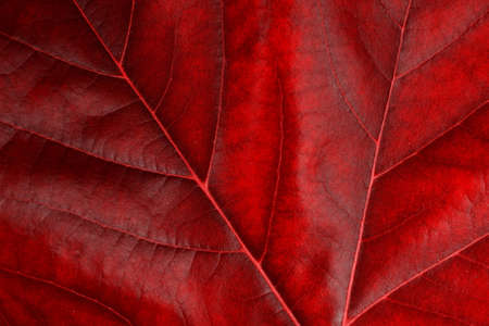 Beautiful red leaf close upの写真素材
