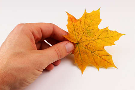 Yellow maple leaf in hand white backgroundの写真素材