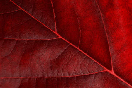 Beautiful red leaf close upの写真素材