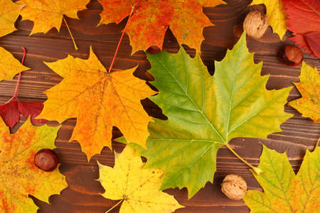 Texture of autumn leaves on blackboardの写真素材