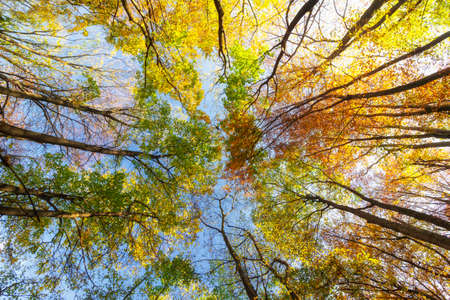 Tops of yellow trees in autumnの写真素材