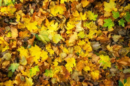 Yellow leaves on the ground in autumnの写真素材