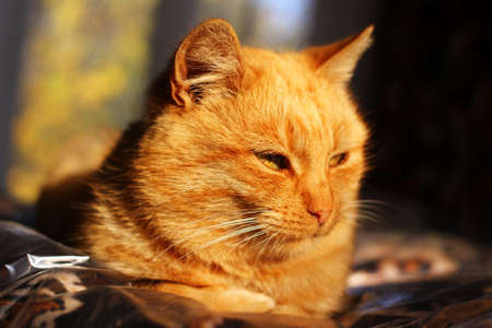 Red cat resting close upの写真素材