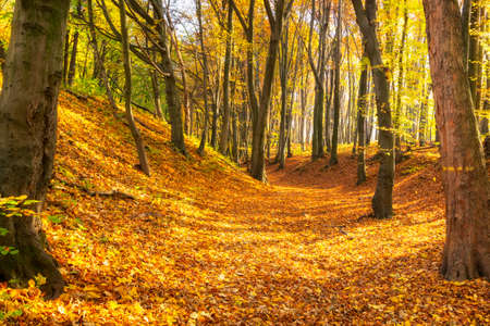 Yellow autumn forest and trees