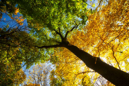 Beautiful yellow trees in autumn forestの写真素材
