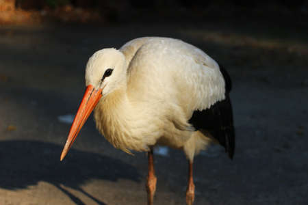 Lone stork bird close upの写真素材
