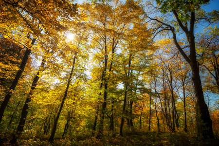 Beautiful yellow trees in autumn forestの写真素材