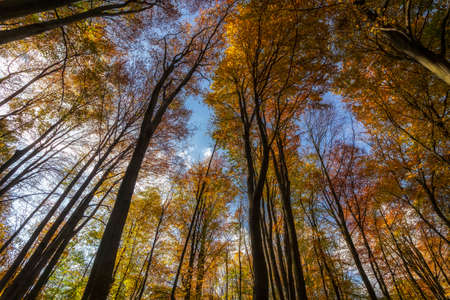 Tops of yellow trees in autumnの写真素材
