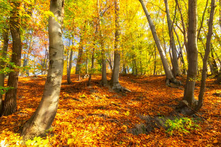 Beautiful autumn forest and yellow treesの写真素材