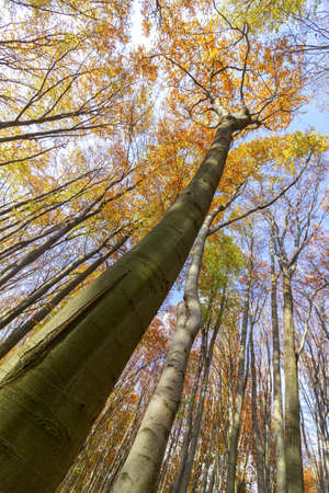 Treetops and sky in autumn forestの写真素材